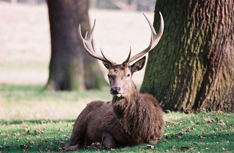 Kingston: a red deer in Richmond Park. The park is changing its opening times as the new deer cull starts (Credit: Bruno Girin with licence CC BY-SA 2.0)