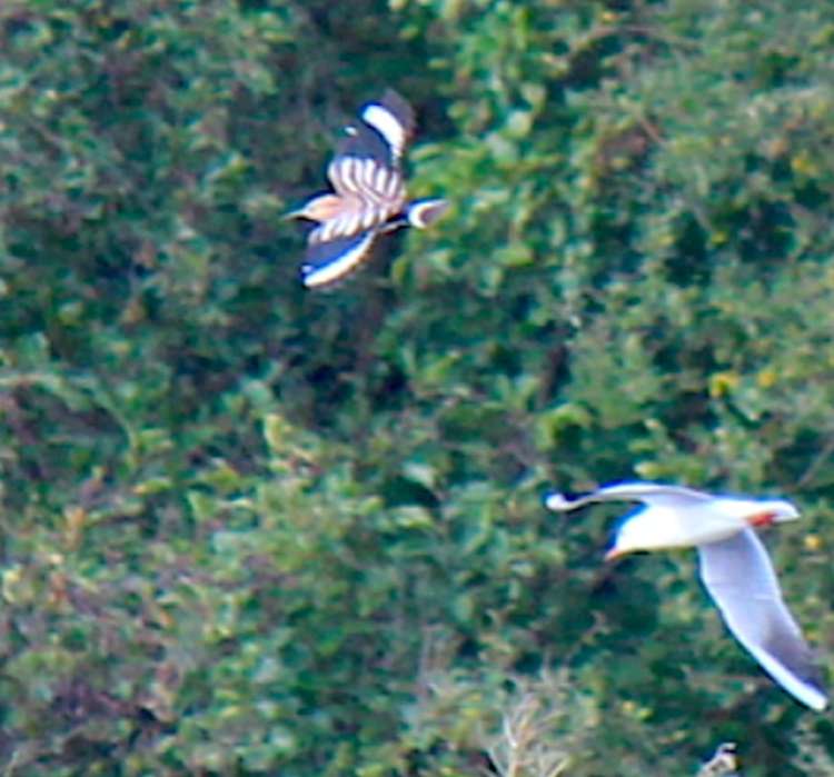 The rare Hoopoe bird was seen in Kingston this week (Image: Seething Wells Action Group)