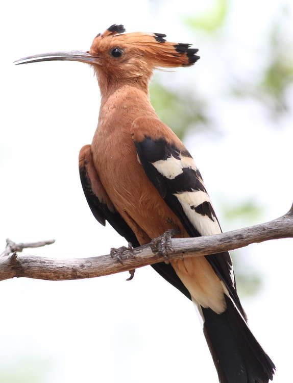 The African hoopoe with its 'crown' of feathers (Credit: Derek Keats, CC BY 2.0)