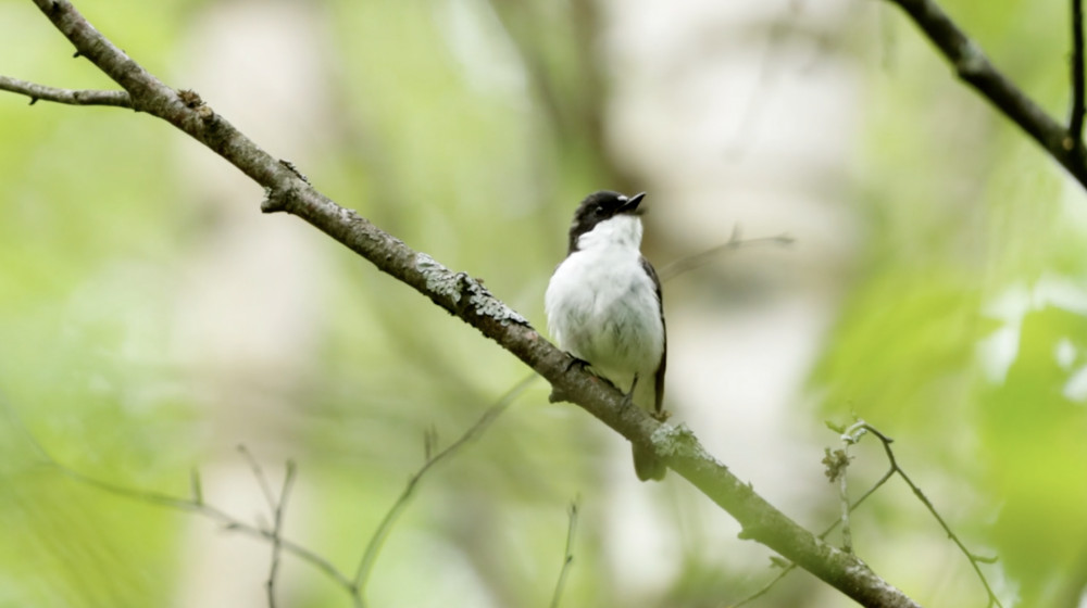 New study shows that cranes, crakes, rails, and nightjars were most exposed to cyclones, while hawks, eagles, vultures, and kites were most exposed to droughts (credit: SWNS).