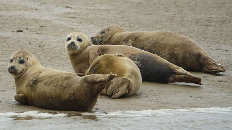 Grey and harbour seals have been known to swim as far as Teddington Lock, near Kingston (Image: ZSL)