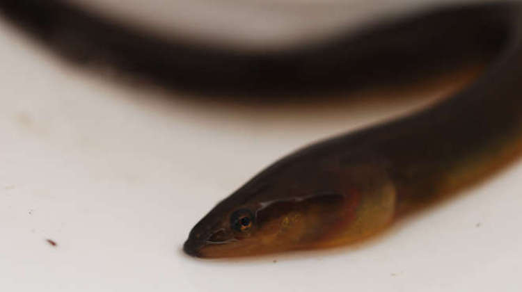 Eels have been confirmed to inhabit the river (Image: ZSL)