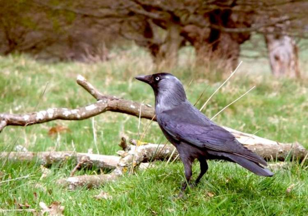 A jackdaw in Richmond Park which is popular with Kingston residents (Photo © Stefan Czapski (cc-by-sa/2.0))