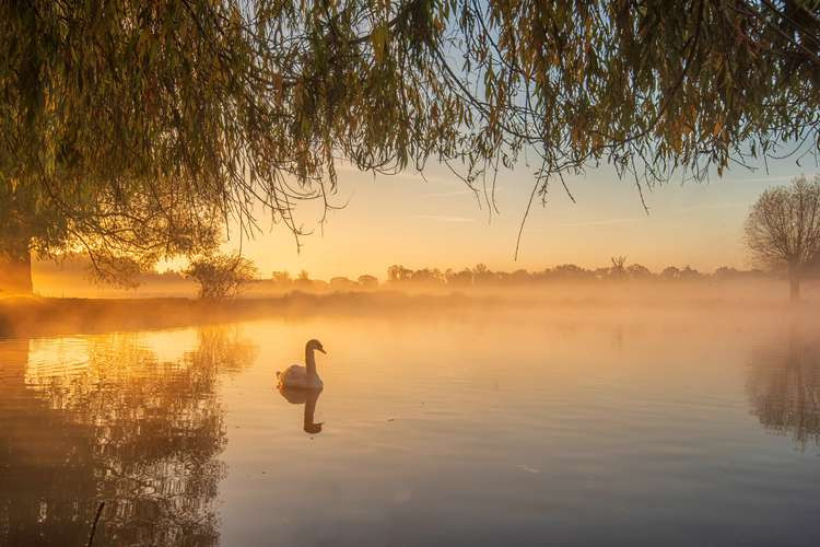 Kingston: A peaceful scene in Bushy Park (Image: Sue Lindenberg)