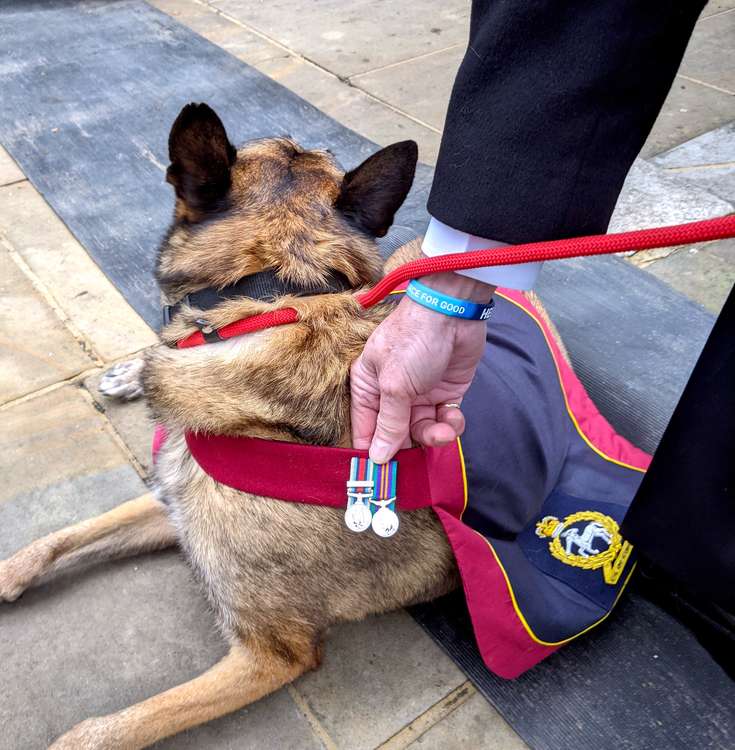 Vidar wore medals earned from his time as a working military dog in Afghanistan - where he and Angie met (Photo: Ellie Brown)