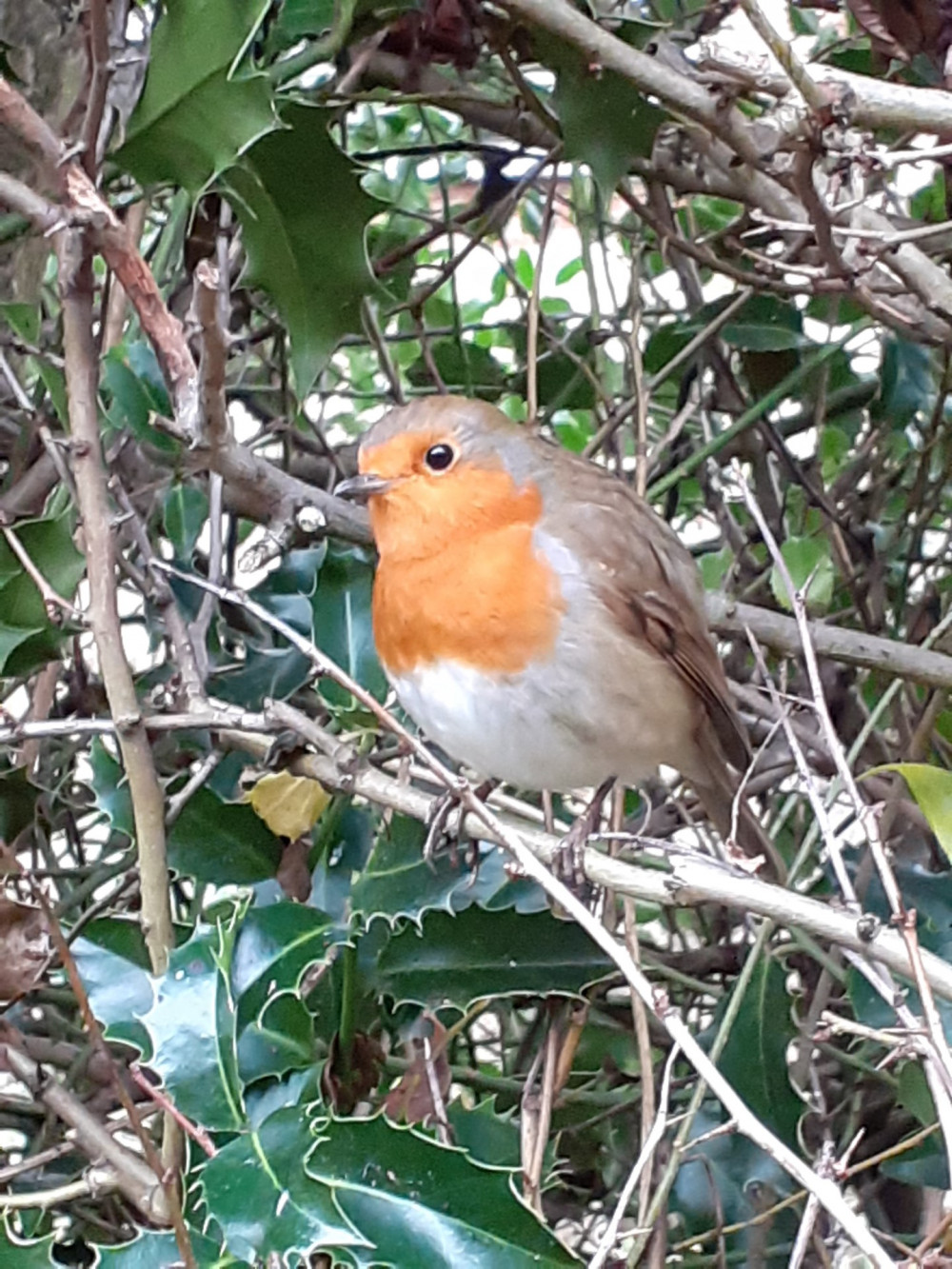 Robin is synonymous with Christmas. (Photo: David Harrison) 