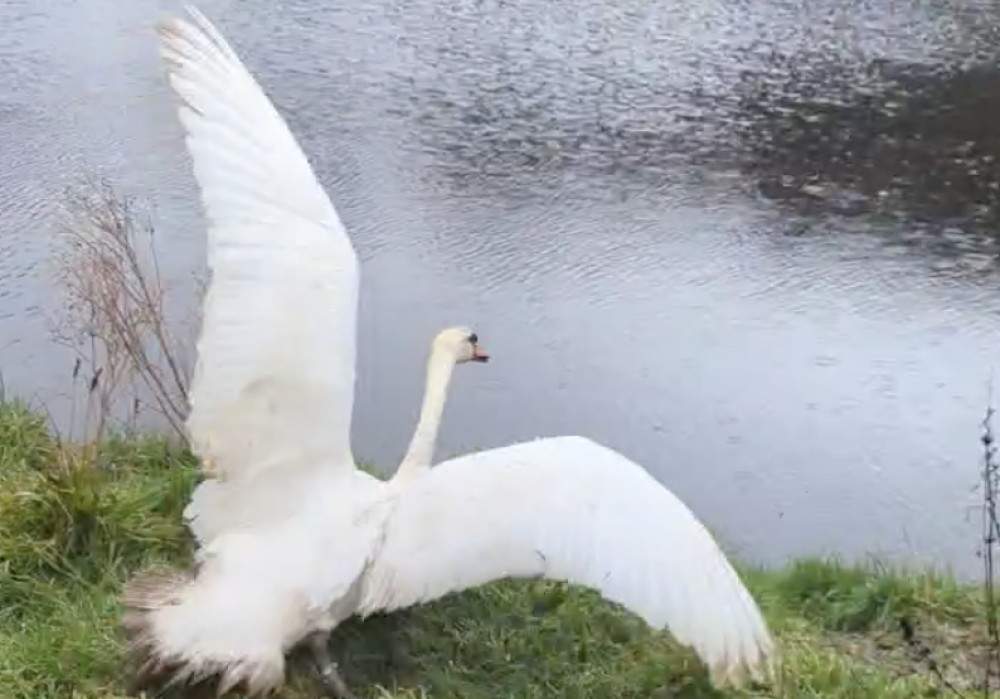 The local bird post-rescue. (Image - RSPCA)