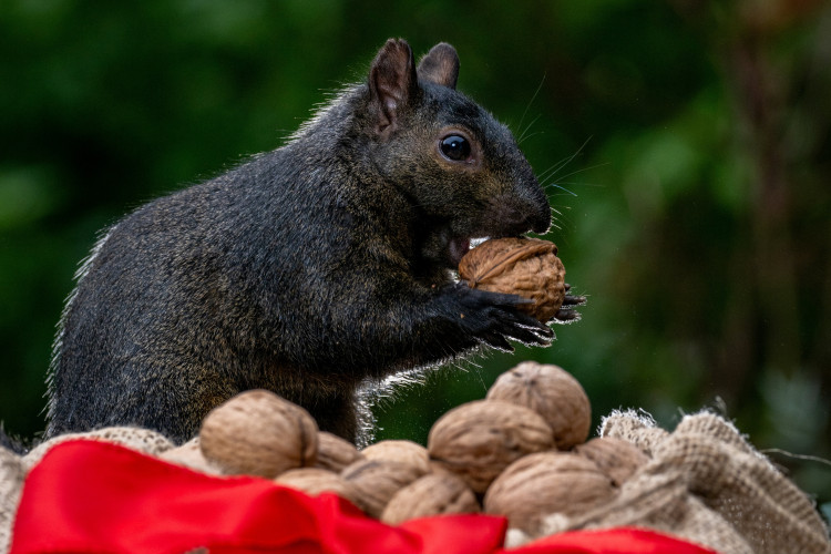 Walnut-loving squirrel (Picture: James )