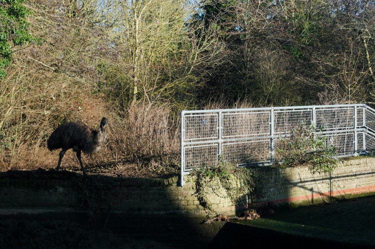 Emile the discerning emu (Picture: Jackie McLuckie)