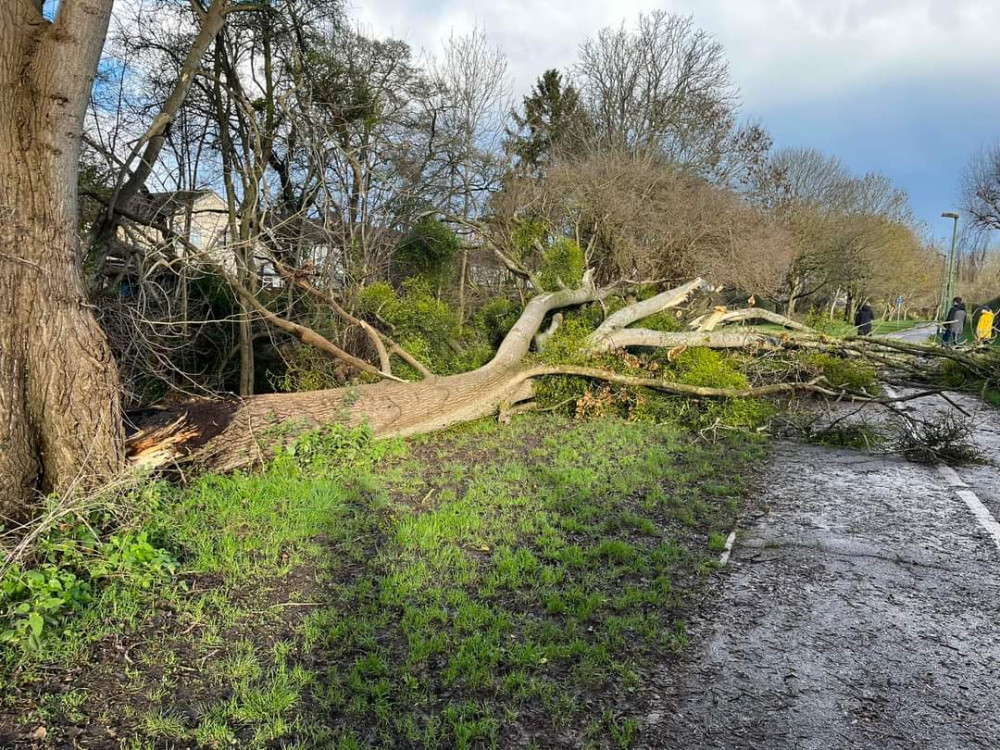 Travel Somerset warned of roads blocked like this in Taunton by fallen trees