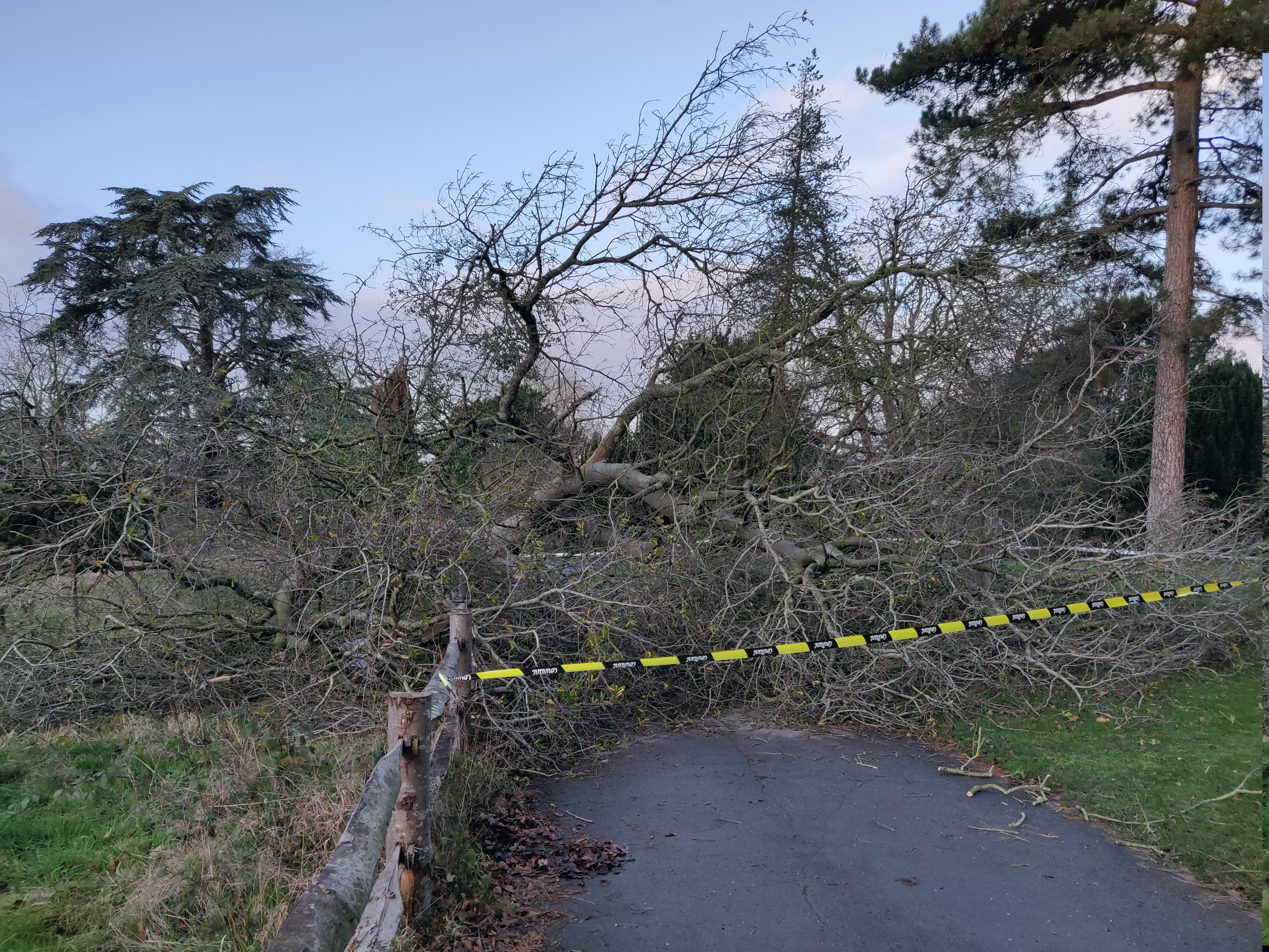 The trees will be turned to mulch. (Photo Credit: RBG Kew)