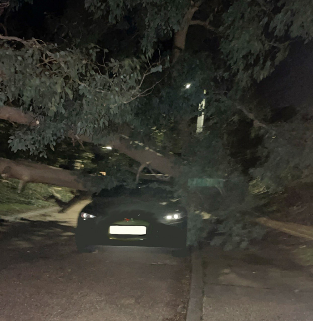 A tree fell on a car at Cabborns Crescent in Stanford-le-Hope