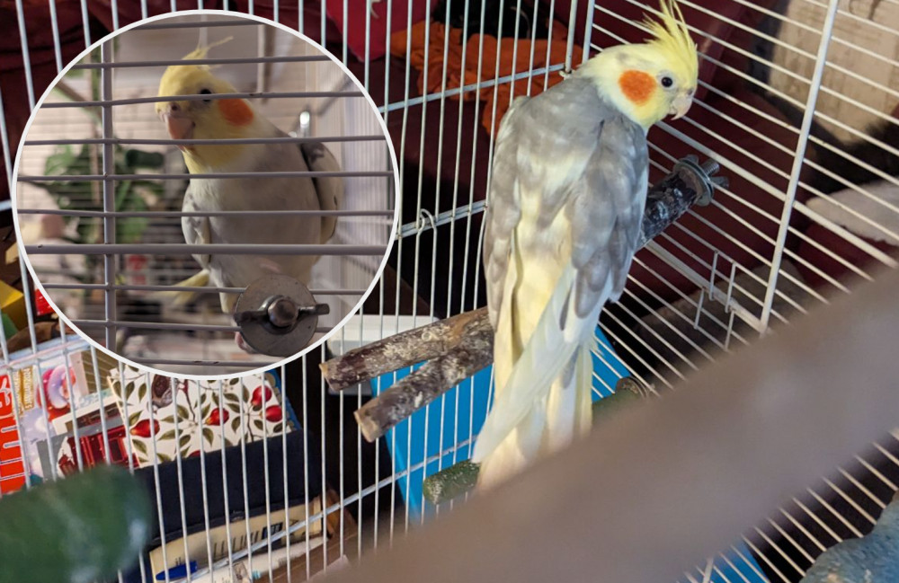 A singing parrot found in Bolton has since been rehomed to Stockport while he awaits reunification with his owner (Images - RSPCA)