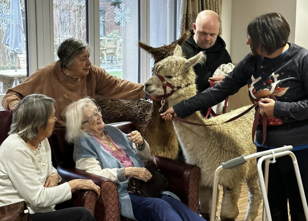 Residents at Bruce Lodge, Offerton, were treated to a visit from alpacas Teddy and Carlos as part of a 'pet therapy' session (Image - SWNS)