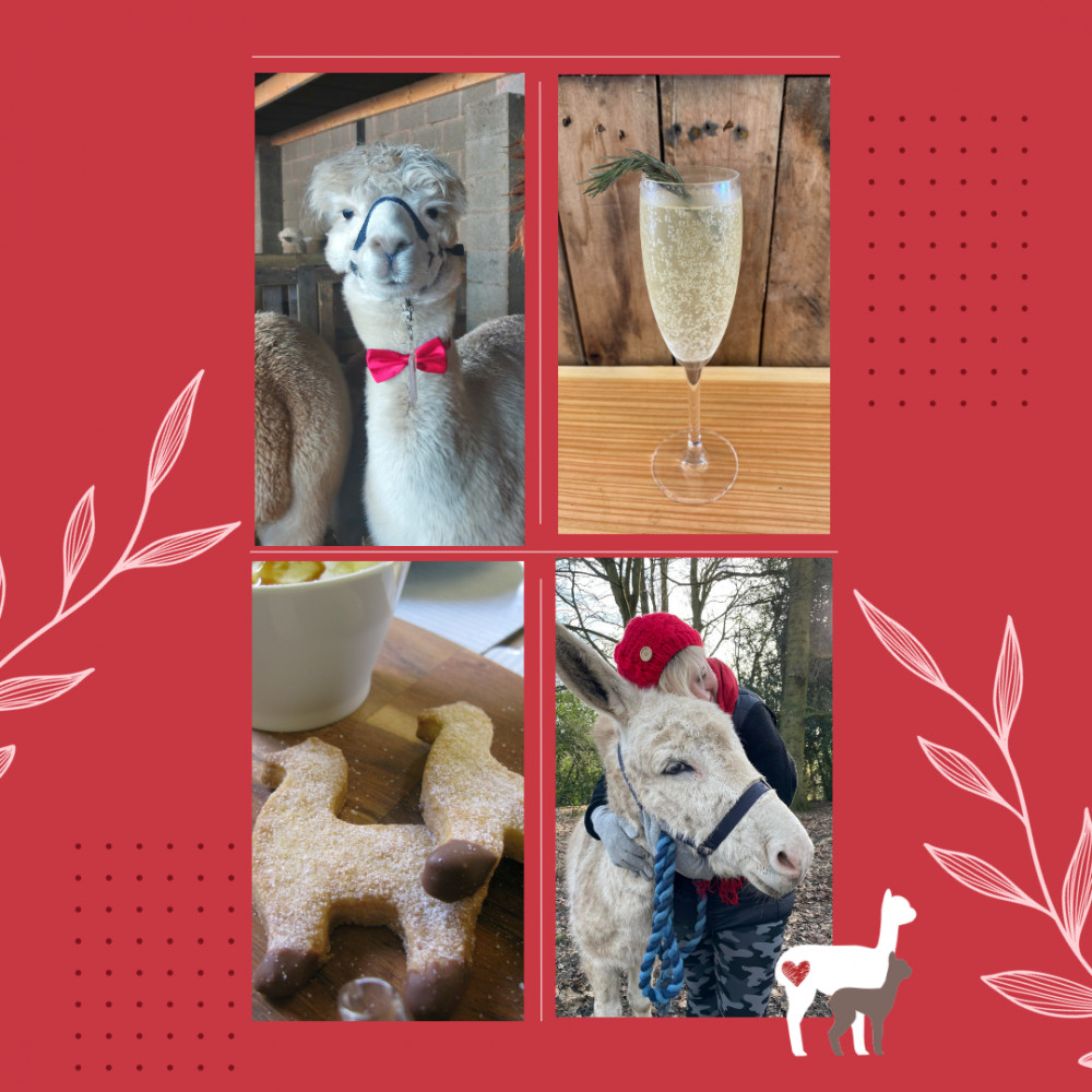 Valentine's Day With A Twist 💕 Free Fizz & Sweet Treats at Charnwood Forest Alpacas near Ashby de la Zouch