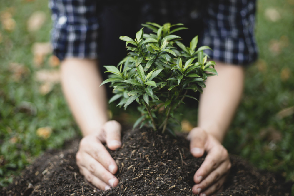 The Woodland Trust is giving away hundreds of thousands of trees (Image: Submitted) 