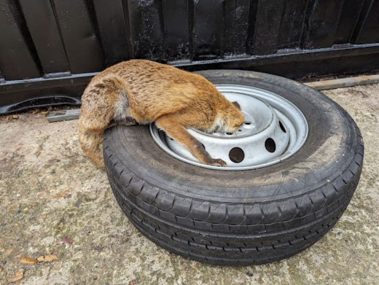 Fox saved. (Photo: RSPCA)