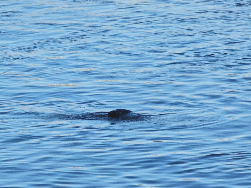 A seal was spotted in Twickenham today. (Photo Credit: @CaptainQuack).