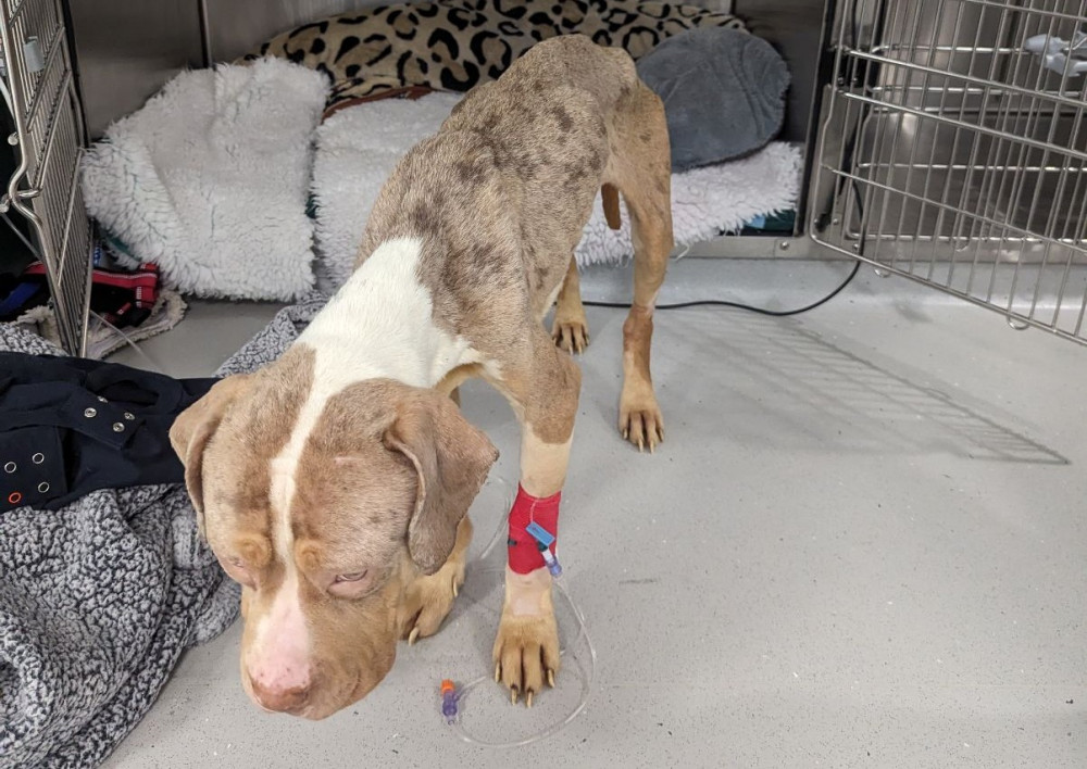 This female Staffordshire Bull Terrier was found in Reddish by a member of the public. The dog is described as being in a 'severely emaciated' condition (Image - RSPCA)