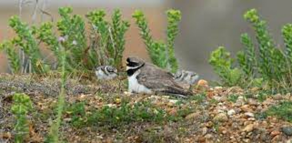 Ringed plover with chick at Landguard Reserve