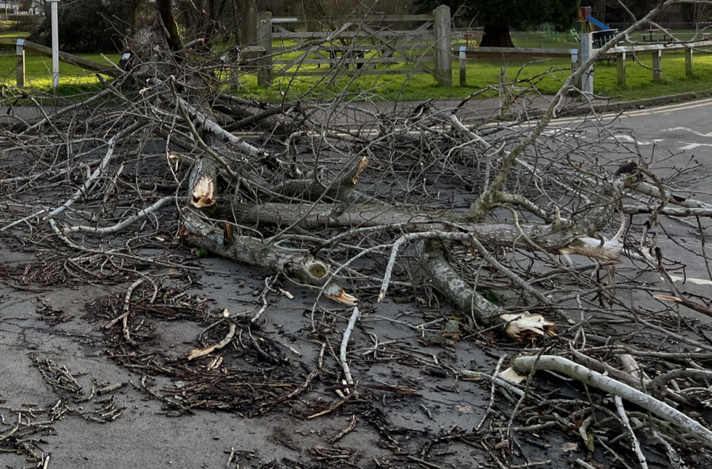 Fallen tree results in A1M northbound closure between Junction 6 and Junction 7 Welwyn to Stevenage as vehicles collide. PICTURE: A Nub News file image of a fallen tree. CREDIT: Letchworth Nub News 