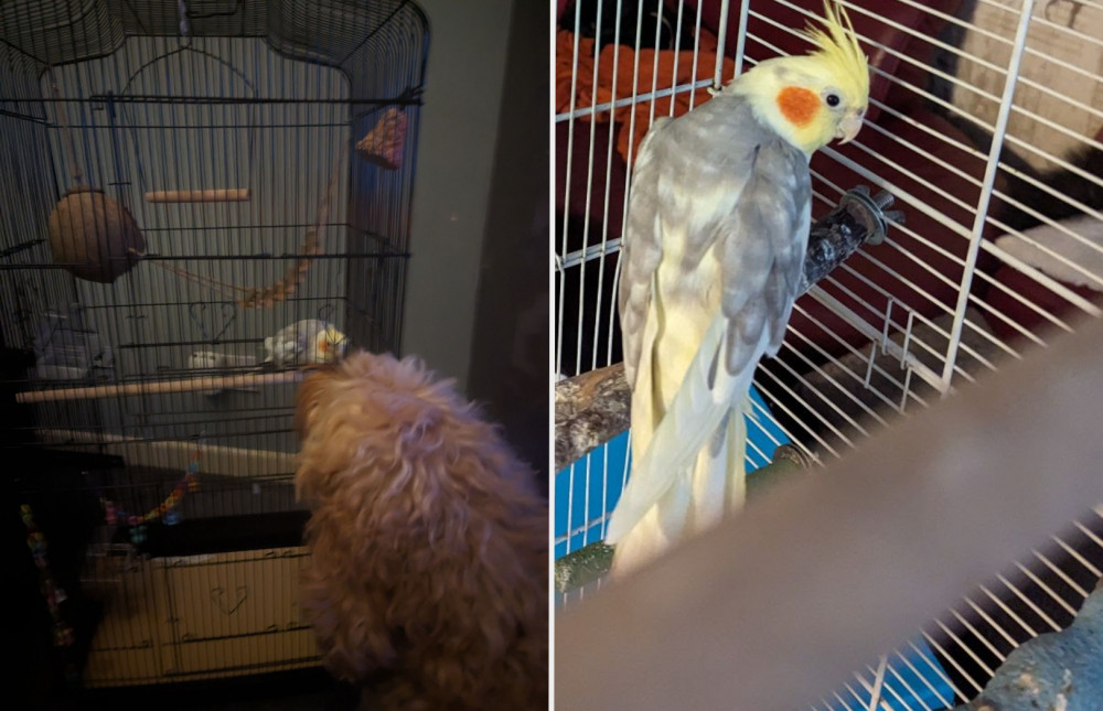 HE'S back! Ernie the singing parrot has been reunited with his owner, after a stint of a few weeks in Stockport (Images via RSPCA)