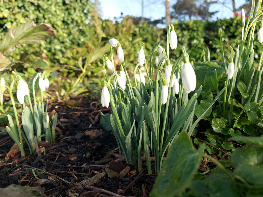 Spring has come to Frome 