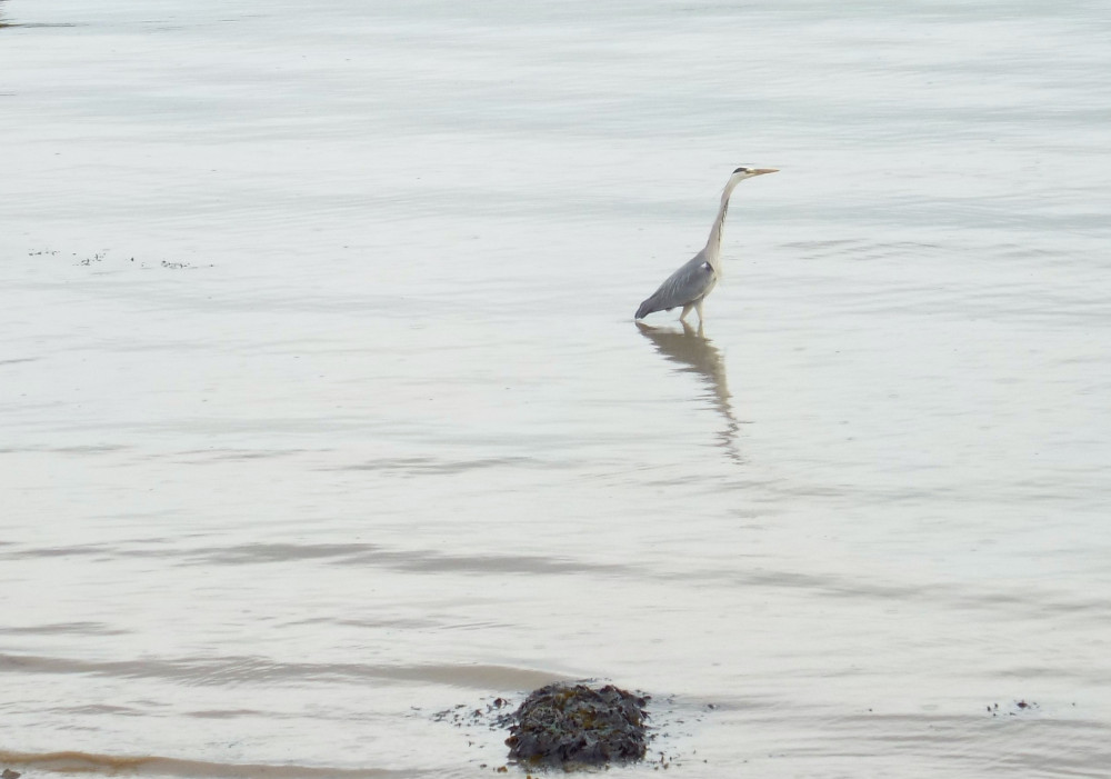 Spotted in Shotley - despite concerns over grey herons (Picture: Nub News)