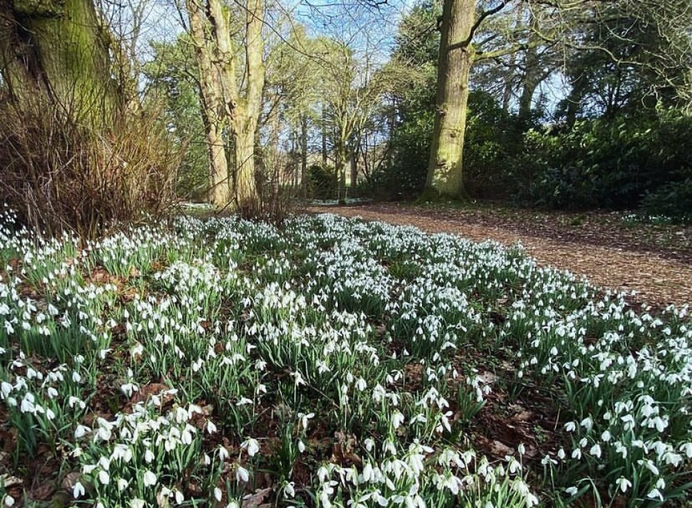 Rode Hall has opened its annual snowdrop walk. (Photo: Rode Hall) 