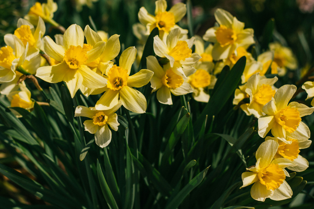 St David's Day Cafe Concert