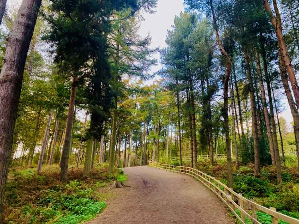 Delamere Forest