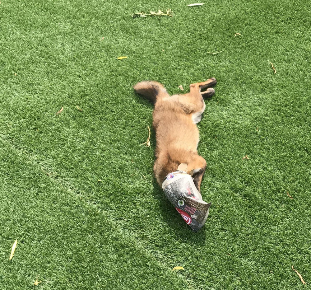 A fox injured by litter. Credit: RSPCA