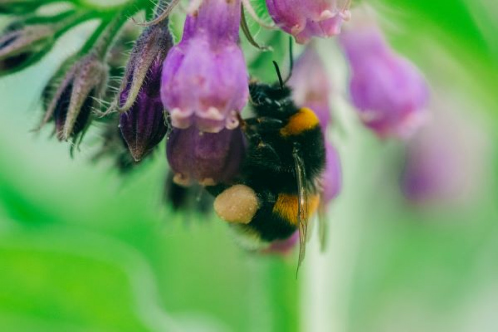 Queen Bumblebees have struggled in recent years as rising temperatures lead them to emerge before enough flowers have bloomed to sustain them (Photo: The Royal Parks) 