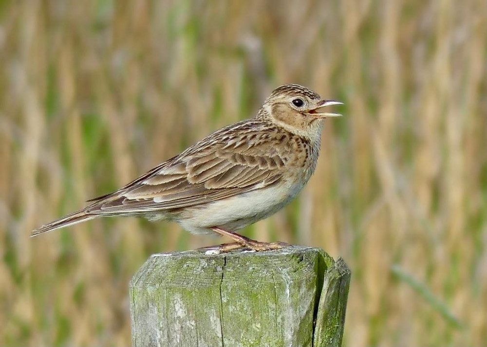 Warwick District Council wants to see more Skylarks at St Mary's Lands (image via WDC)