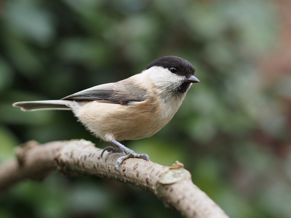 Macclesfield: The Willow Tit is a tiny, shy and retiring bird with a very loud song. (Image - © Francis C. Franklin / CC-BY-SA-3.0 Unchanged https://commons.wikimedia.org/wiki/File:Poecile_montanus_kleinschmidti_2.jpg)