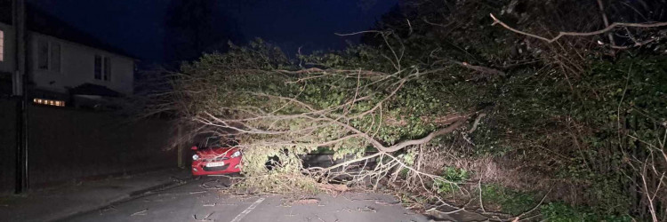 Tree down in Caledonia Road (Picture: Submitted)