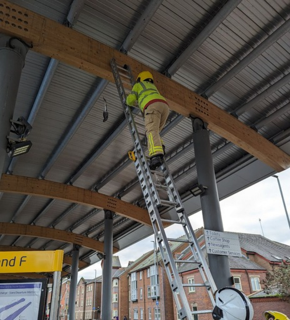 Cheshire Fire and Rescue Service cut the bird down. (Photo: RSPCA)