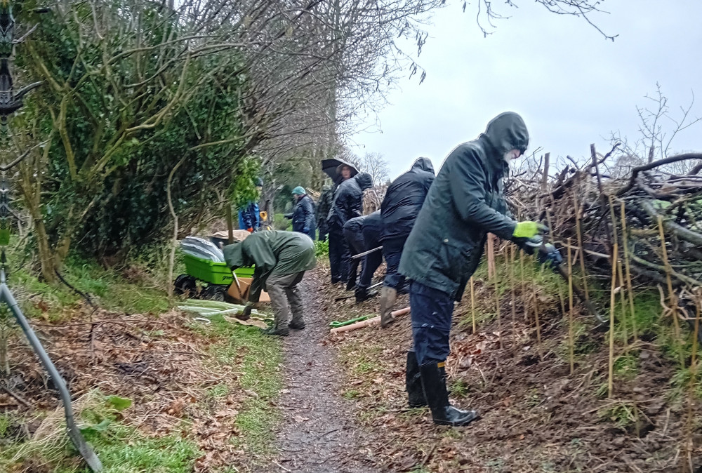 Volunteers braved a rainy day to help restore the hedges bounding Bacon Lane (Picture: Hadleigh Society)