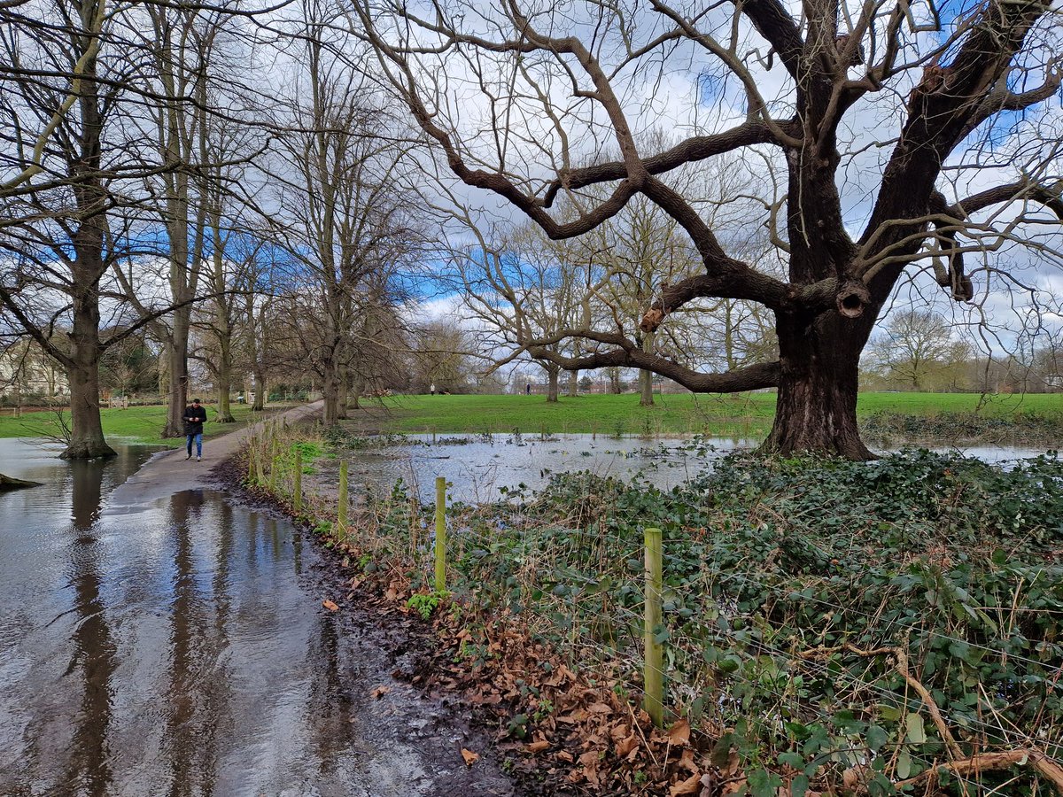 Black Walnut, a heritage tree, standing in water. (Photo Credit: Cathy Cooper).