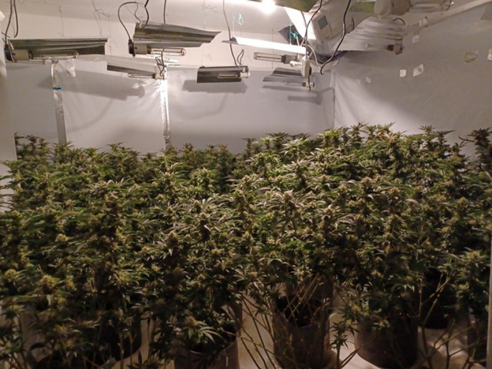 More than 100 cannabis plants were found inside a building. (Photo: Cheshire Police)