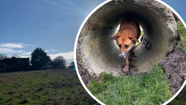 The dog park is located at Mayland Hall Farm, Mayland Hill. (Photo: Dengie Bark Park)