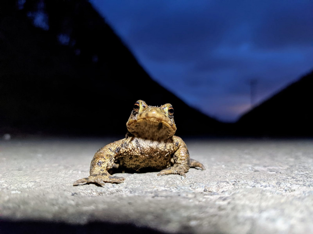 Rebecca's winning photo of a toad during her work with Smallwood Toad Patrols. 