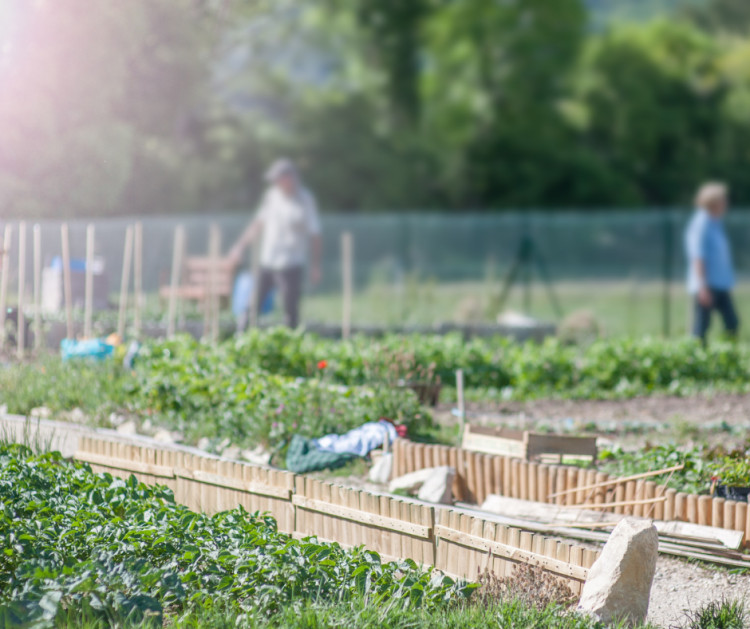 A new community garden is being created in Belhus Park.