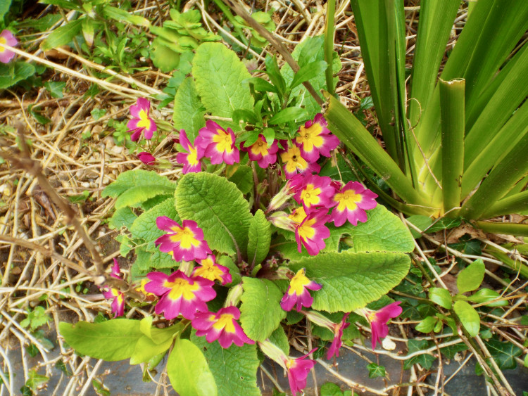 Mothering Sunday primroses (Picture: Nub News)