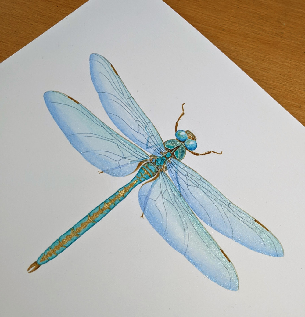 Painting Exquisite Dragonflies – 6 week course