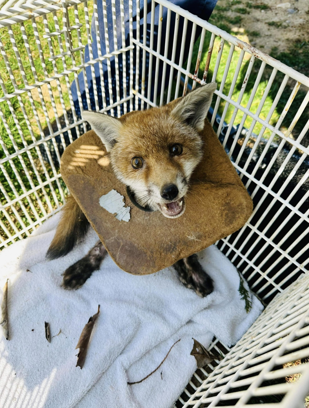 A fox cub rescued by the RSPCA in the West Midlands, Image RSPCA