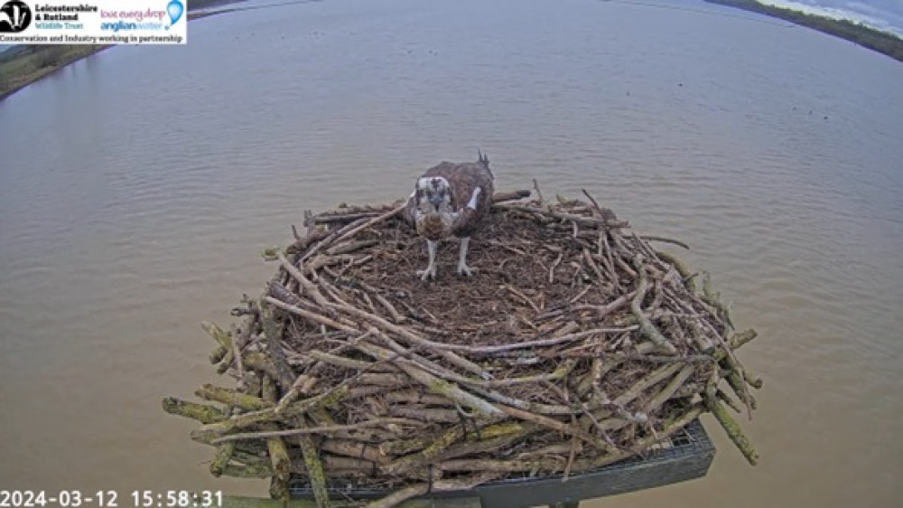 The webcam picked up the first sighting of the returning female. Image credit: Rutland Osprey Project webcam / screenshot.