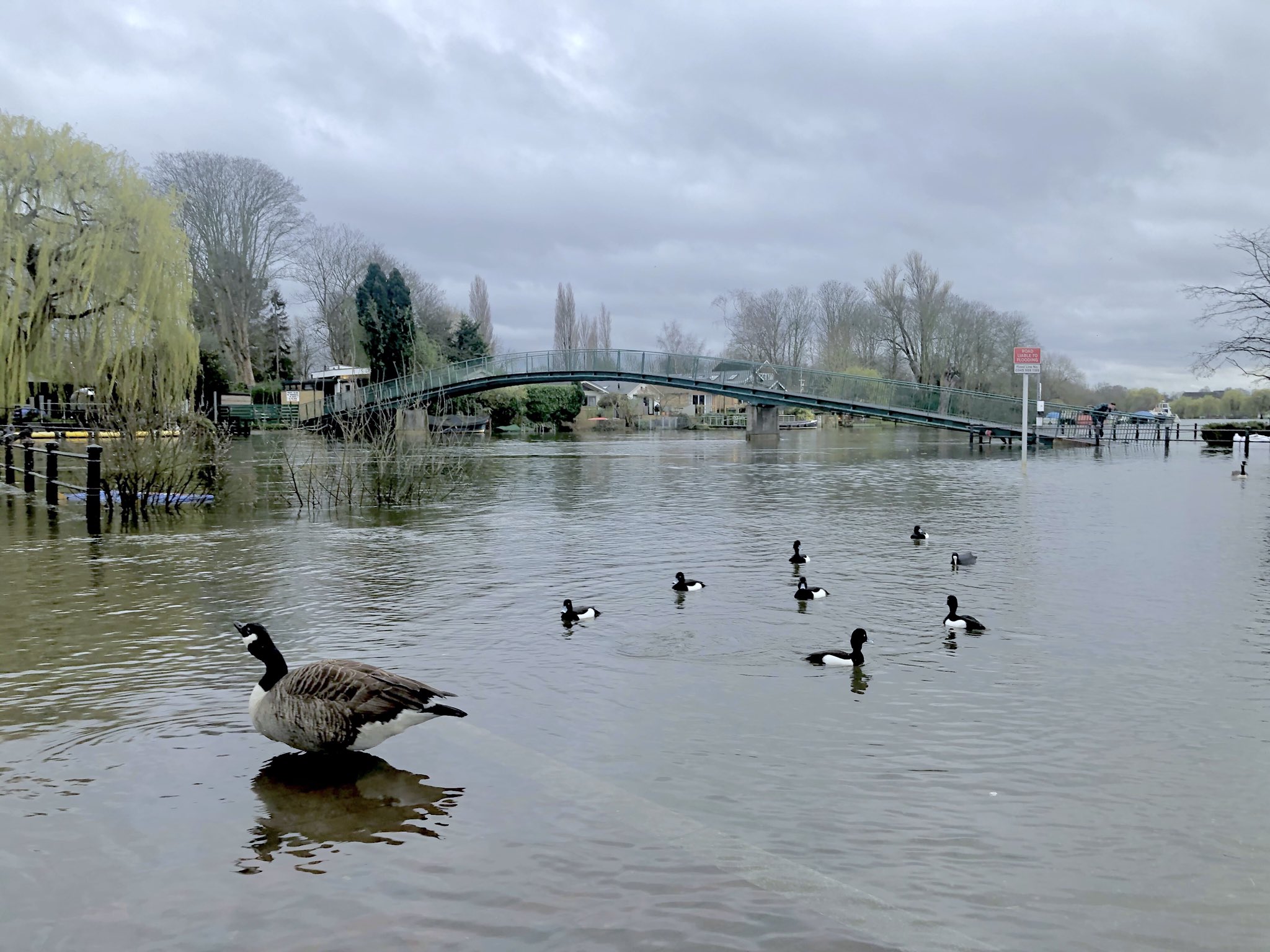 Yesterday's high tide in Twickenham described as 'highest ever seen' by locals. (Photo Credit: Ruth Wadey).