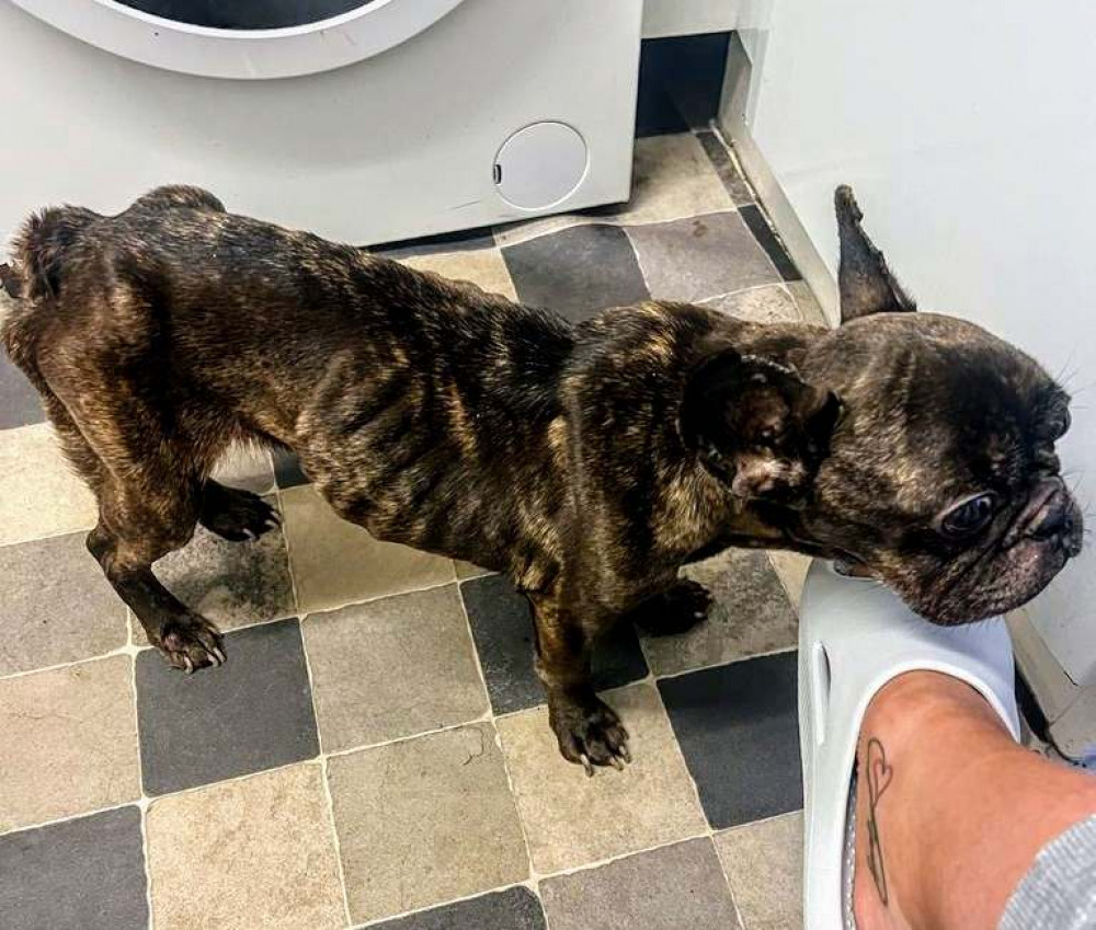 French bulldog, Peanut, was found extremely underweight at her home in Crewe (RSPCA).