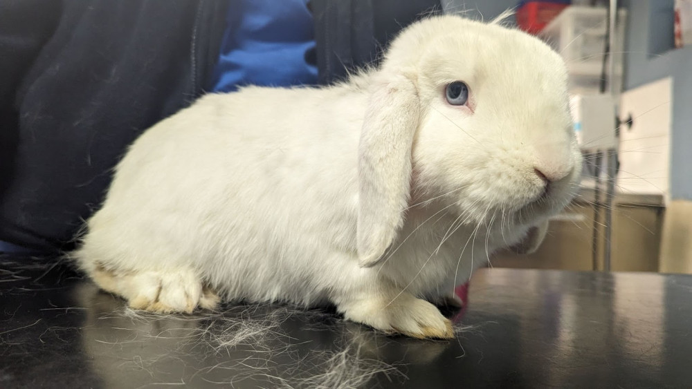 A pet rabbit was found in a cardboard box on Crewe's Brookhouse Estate on Saturday 9 March (RSPCA).